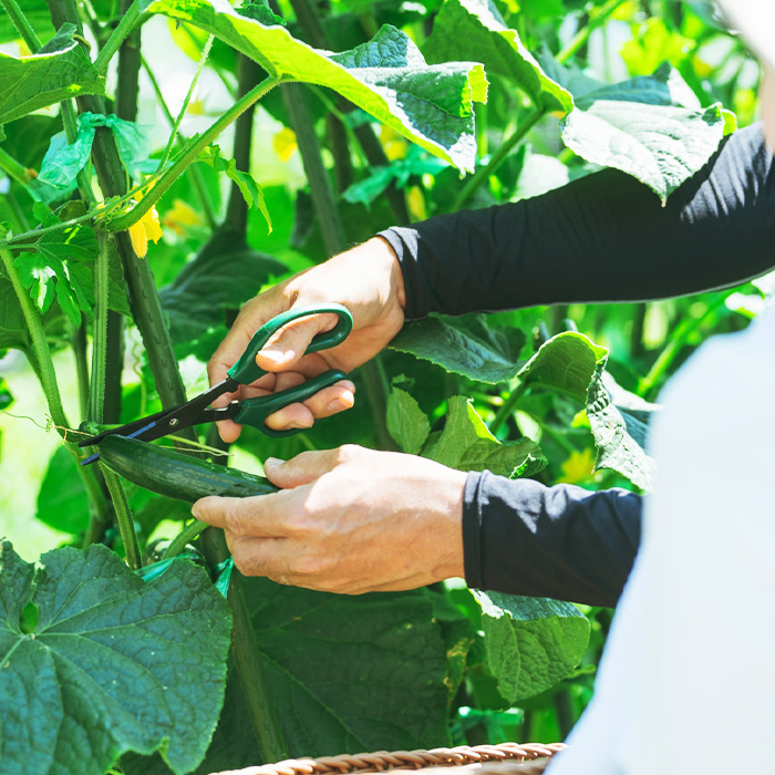野菜を知り、親しんでもらう機会を作る